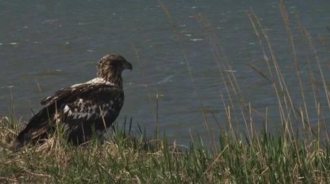 Young Bald Eagle on Bluff Stock Footage 8551283