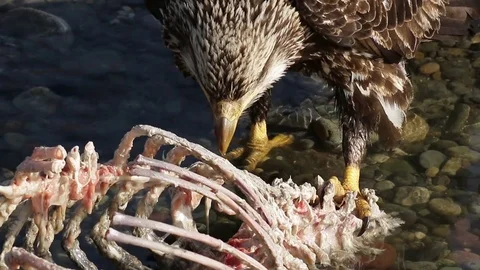 Young Bald Eagle feeding on carrion skeleton Stock Footage 79329891