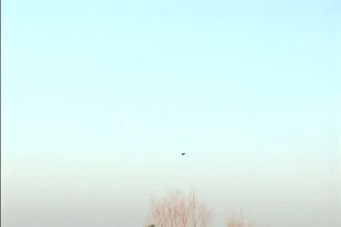 Young bald eagle flying Stock Footage 8950616