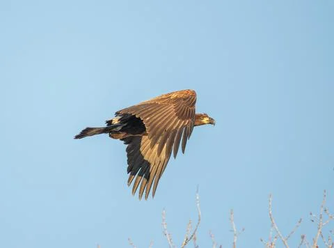 Young Bald Eagle Flying Towards Sunrise Stock Photos