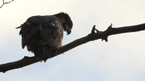 Young Bald Eagle Video stock 954388