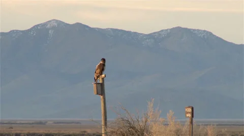 Young Bald Eagle Stock Footage 36823497