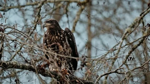 Young Bald Eagle Perched Among Winter Tree Branches and Taking Flight Stock Footage 315090846