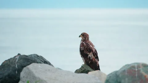 Young Bald Eagle perched on rocks overlooking the Cook Inlet. Stock Footage 328625386