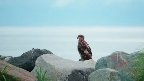 Young Bald Eagle perched on rocks overlooking the Cook Inlet. Stock Footage 328626744