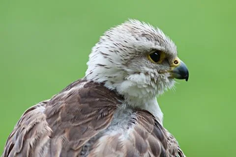 Young bald eagle Stock Photos
