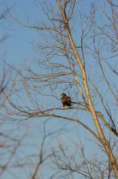 Young bald eagle Stock Photos