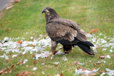 Young bald eagle with seagull Stock Photos