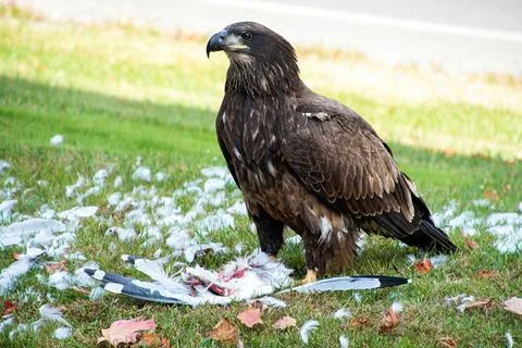 Young Bald Eagle with Seagull Stock Photos