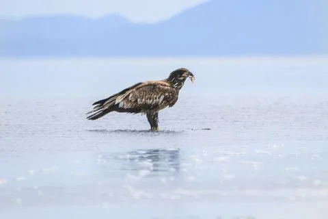 Young bald eagle stands on shallow water holding its catch against a backdr.. Stock Photos