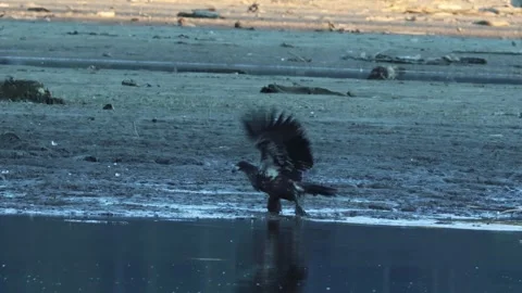 Young Bald Eagle struggles in the mud Stock Footage 301371963