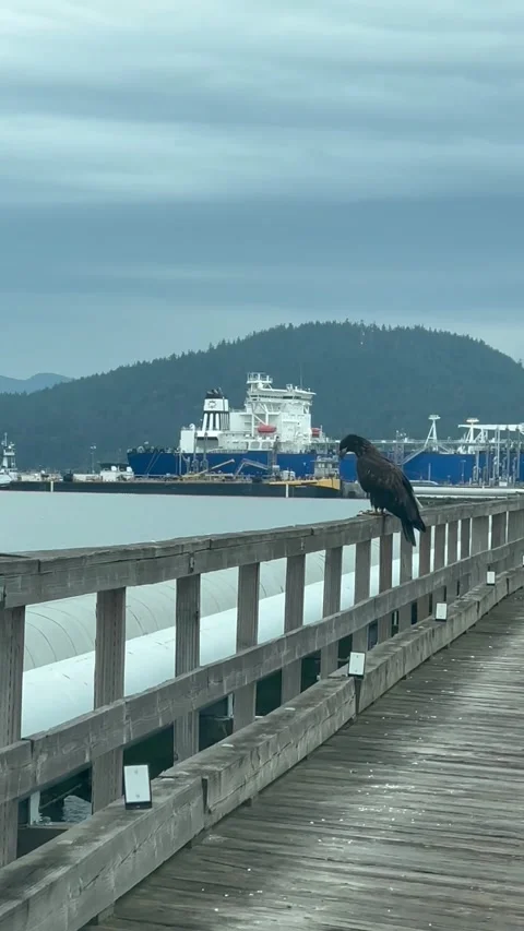 Young Bald Eagle Surveys The Puget Sound, Anacortes, Washington, USA - 18 Jul 20 Stock Footage 343492126