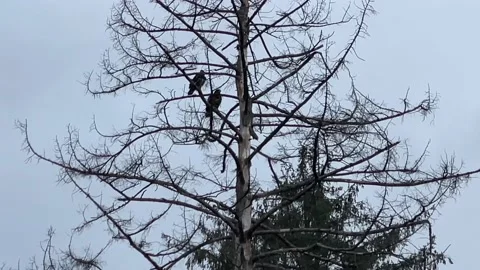 Young Bald Eagles Stock Footage 167859046
