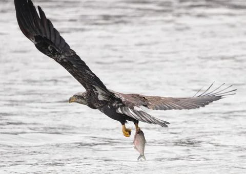 Young Bale Eagle With Fish Stock Photos