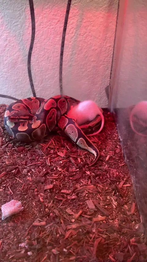 Young Ball Python Seems to Be Broken, Stockton, California, USA - 22 Feb 2021 Vidéo 205345916