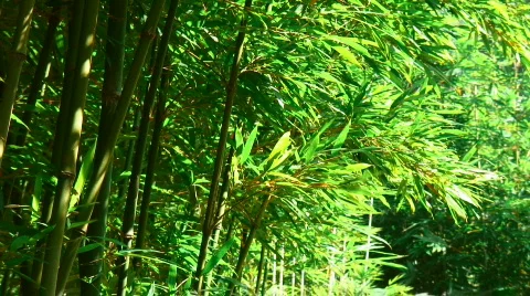 Young bamboo Stock Footage 335213