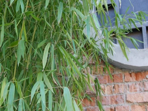 Young bamboo Stock Footage 82058200