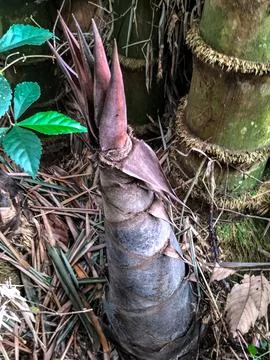 Young bamboo 库存照片