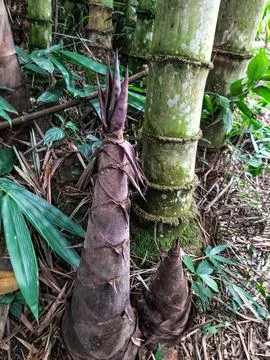 Young bamboo 库存照片