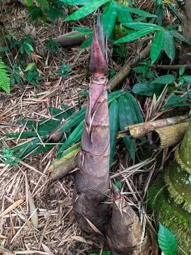 Young bamboo Stock Photos