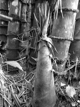 Young bamboo Stock Photos