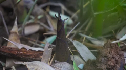 Young bamboo shoot emerging from forest floor Stock Footage 341931554