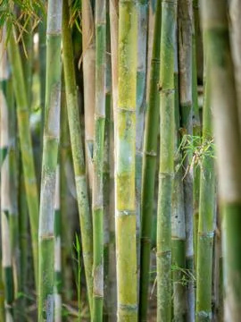 Young Bamboo tree close up Stock Photos