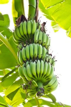 Young banana Stock Photos