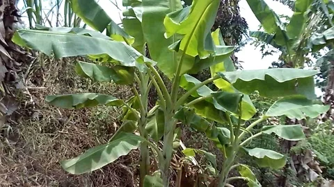 Young Banana Trees On The Side Of River Video stock 120326484