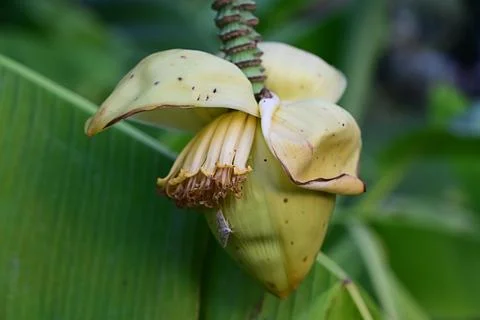 Young bananas on a branch Stock Photos