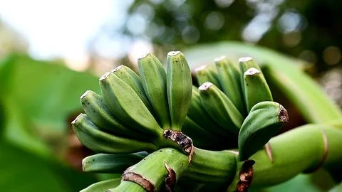 Young bananas on a branch Stock Photos