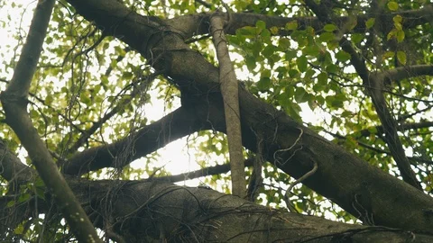 Young banyan tree Stock Footage 94447979