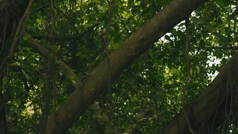 Young banyan tree Stock Footage 94448820