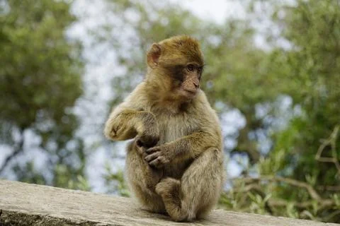 Young Barbary Macaque monkey sitting on stone wall Stock Photos