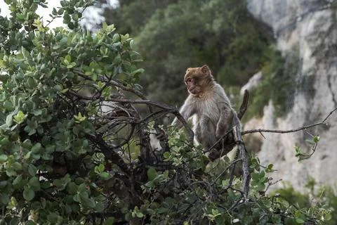 Young Barbary macaque perched on a tree branch on the Rock of Gibraltar Stock Photos