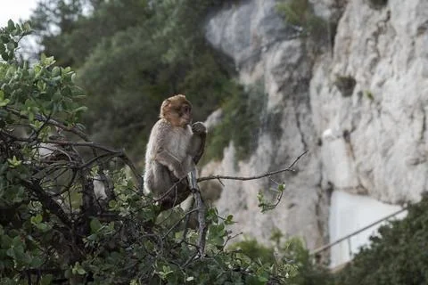 Young Barbary macaque perched on a tree branch Stock Photos