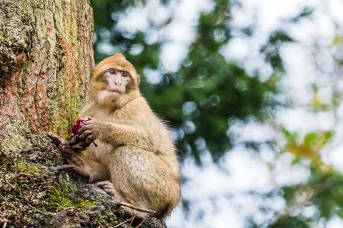 Young Barbary macaque in a tree Stock Photos