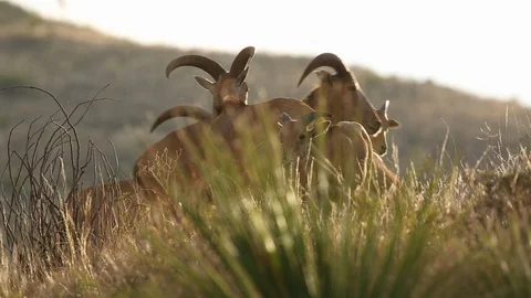 Young Barbary Sheep Grazing While Mother Keeps Guard Carlsbad Caverns Stock Footage