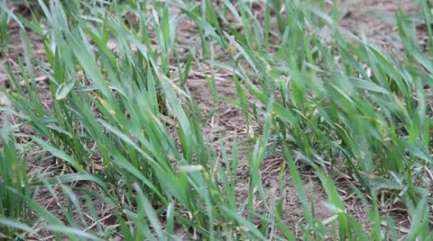 Young barley crop field Stock Footage