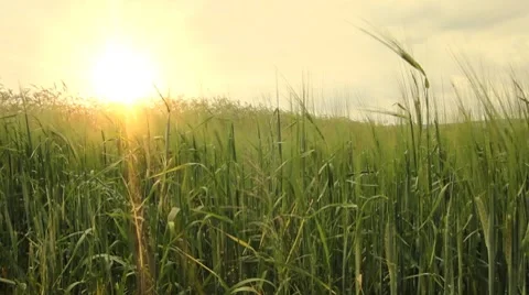 Young barley Stock Footage 7668583