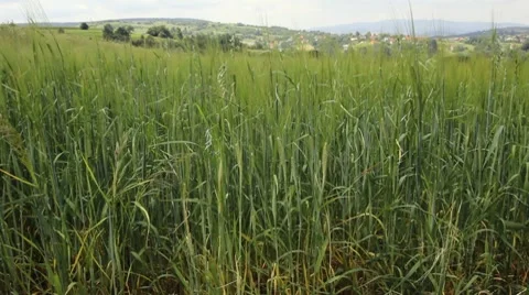 Young barley Stock Footage 7668594