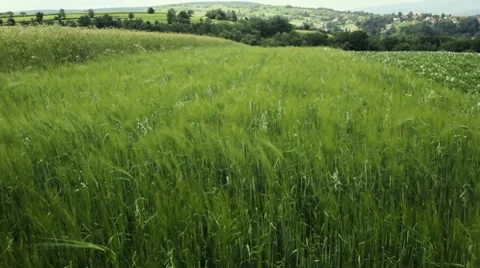 Young barley Stock Footage 7670582