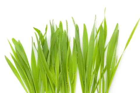 Young barley grass. Stock Photos