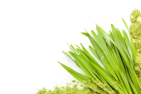 Young barley grass. Stock Photos