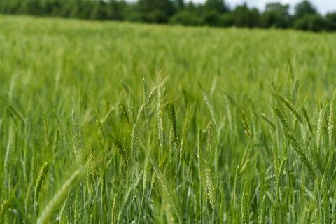 Young barley growing in a spring field Stock Photos