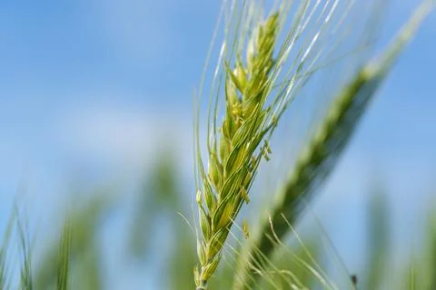 Young barley growing in a spring field Stock Photos