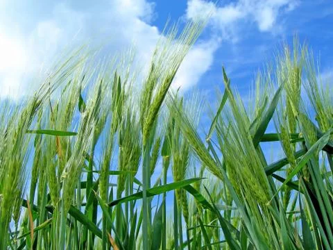 Young barley Stock Photos