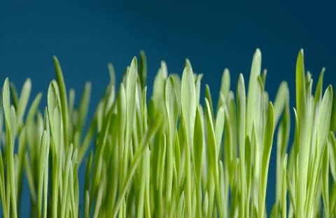 Young barley Stock Photos