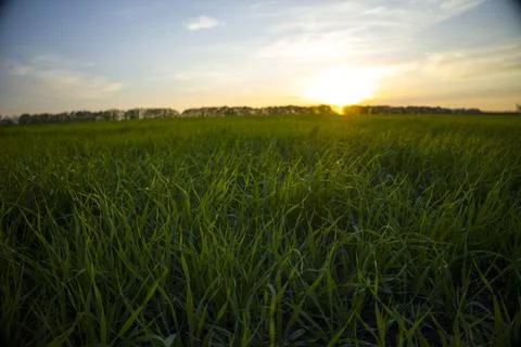 Young barley with the rays of the sun at sunset. Selective focus. Stock Photos