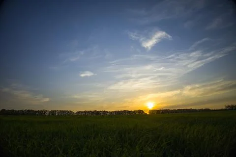 Young barley with the rays of the sun at sunset. Selective focus. Stock Photos